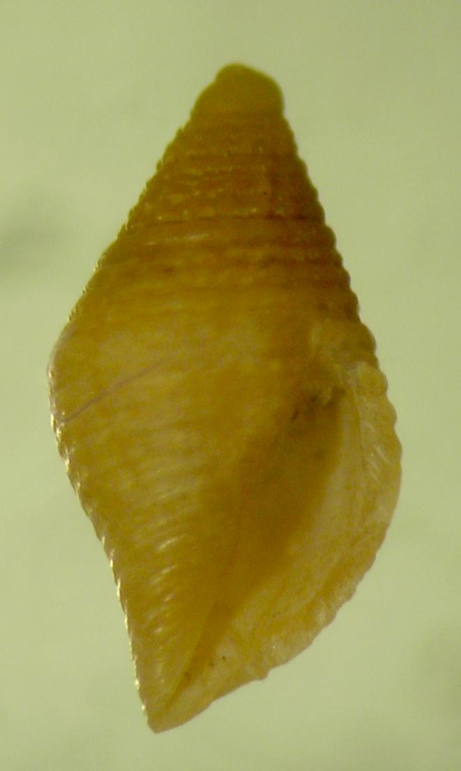 Mitromorpha